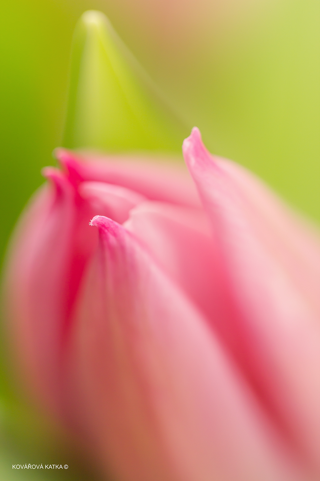 Tulipán 