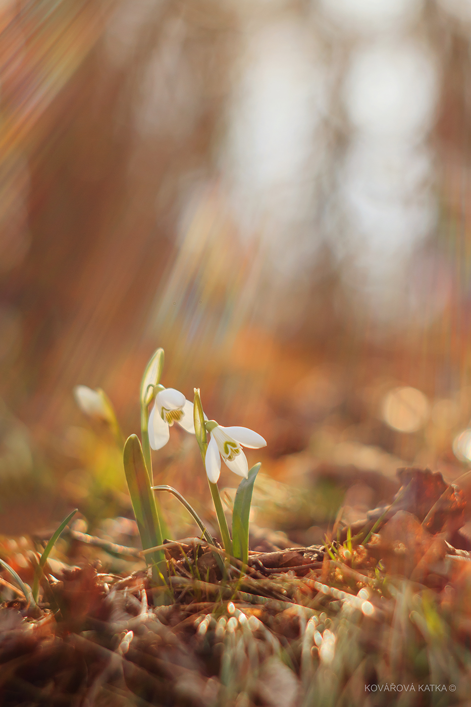 Snowdrops 